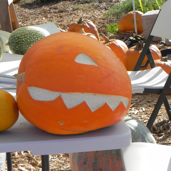 Sea Creature, Nipomo Pumpkin Patch best carving idea